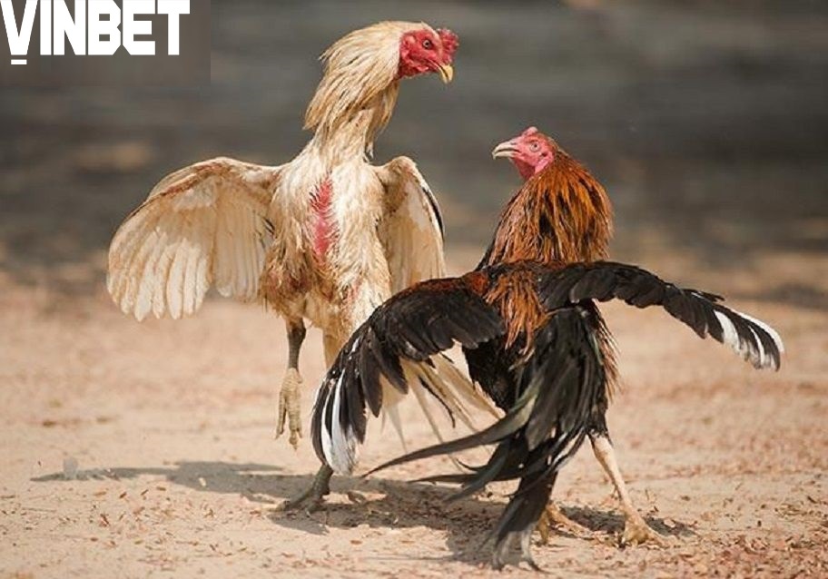 Hình thức chọi gà phổ biến và chuyên nghiệp