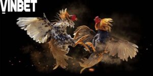 Thời gian chiến đấu một trận Đá Gà Cựa Dao Vinbet