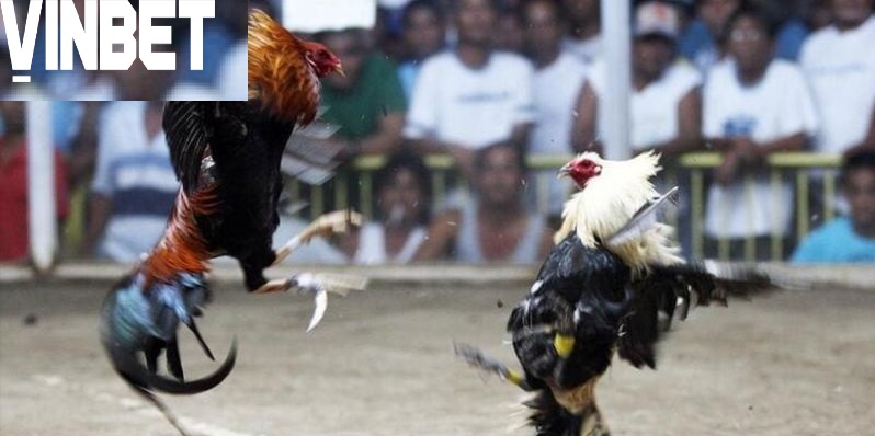 Sự đa dạng về giống linh kê Đá Gà Cựa Dao Vinbet