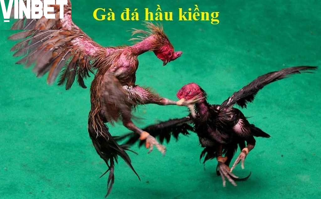 Gà Đá Hầu Kiềng Vinbet là gì?