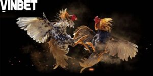 Ba loại Gà Đá Hầu Kiềng Vinbet phổ biến nhất hiện nay