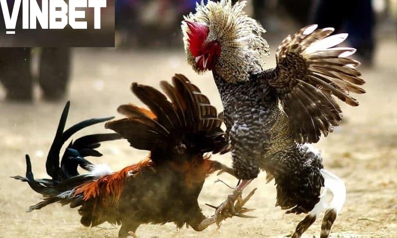 Cách chọn Gà Đá Hầu Kiềng Vinbet chuẩn