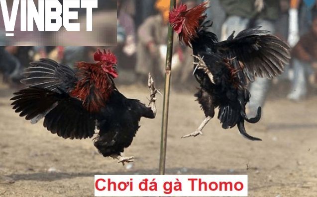Đá Gà Thomo Vinbet