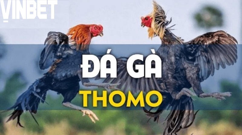 Đa dạng trận đá kê Thomo