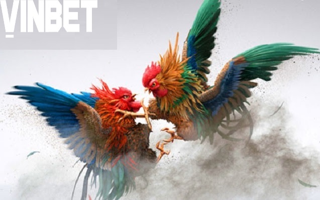 Cách phân định thắng thua Đá Gà Thomo Vinbet