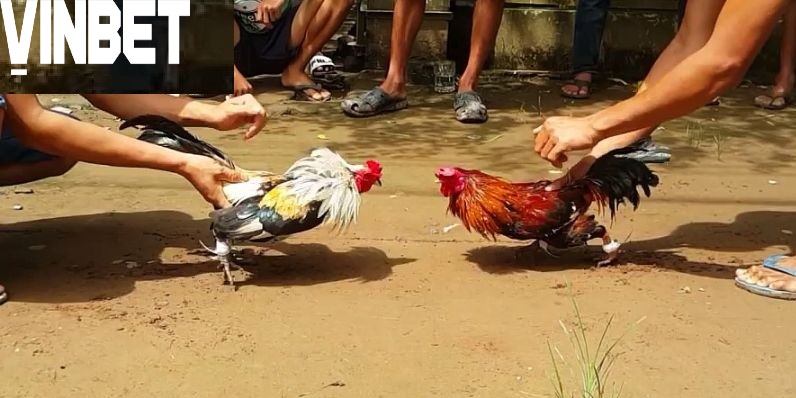 Nguồn gốc và lịch sử của giống gà tre Thomo