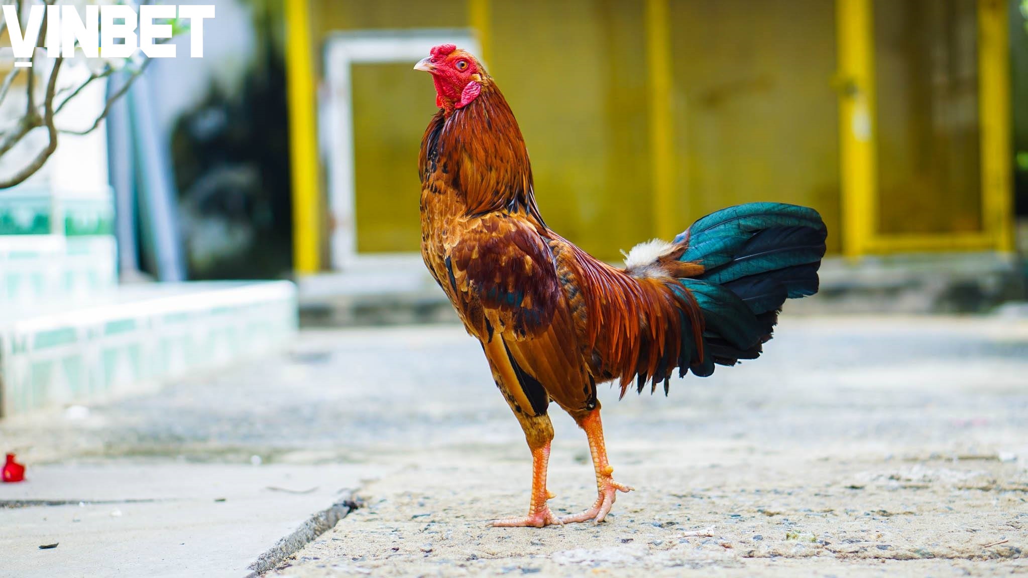 Kỹ thuật nuôi và chăm sóc gà tre Thomo