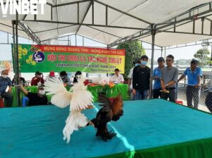 Giá trị kinh tế và văn hóa của Đá Gà Tre Vinbet