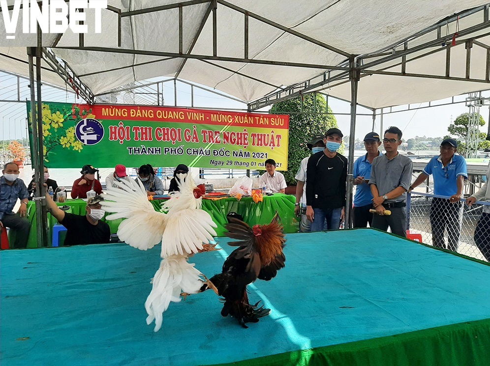 Giá trị kinh tế và văn hóa của Đá Gà Tre Vinbet