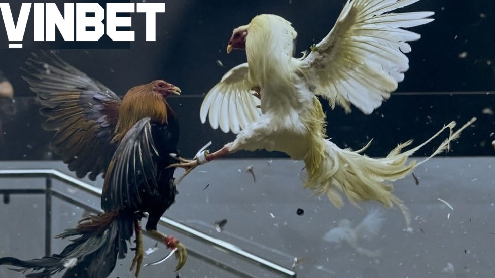 Đá Gà Trực Tiếp Vinbet Là Gì?