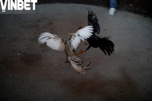 Những Giống Gà Đá ưa Chuộng