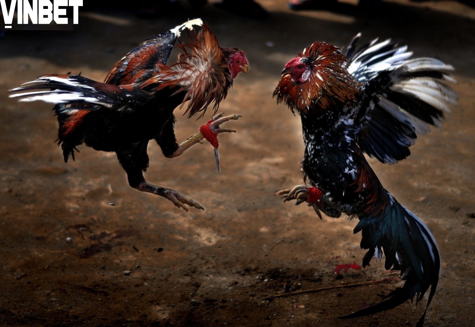 Tìm hiểu về Đá Gà Trực Tiếp Vinbet
