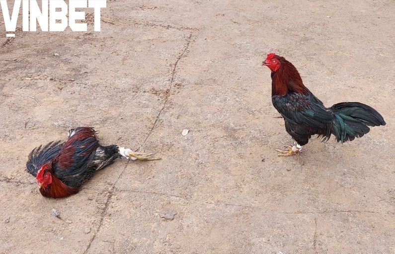 Đá gà Vinbet hấp dẫn và uy tín