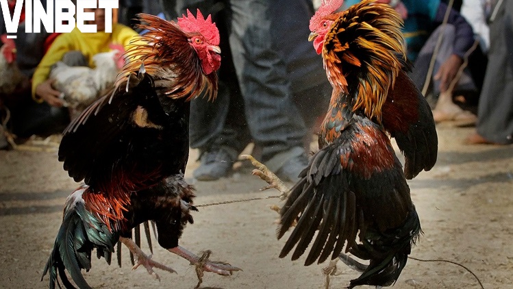 Luật chơi đơn giản