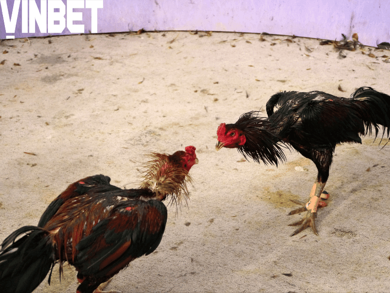 Đăng nhập tài khoản và nạp tiền để bắt đầu cá cược